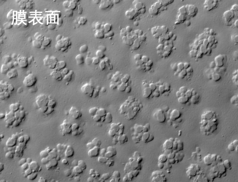 抖圈人生就是搏燒結管式膜電鏡照片 抖圈人生就是搏燒結管式膜電鏡照片